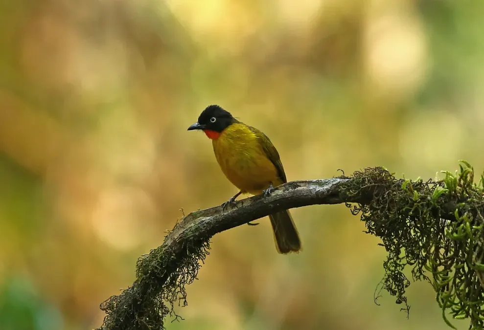 File:Flame-throated bulbul Rubigula gularis.jpg
