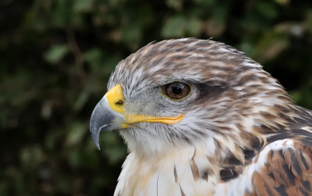 File:Buteo regalis qtl1.jpg