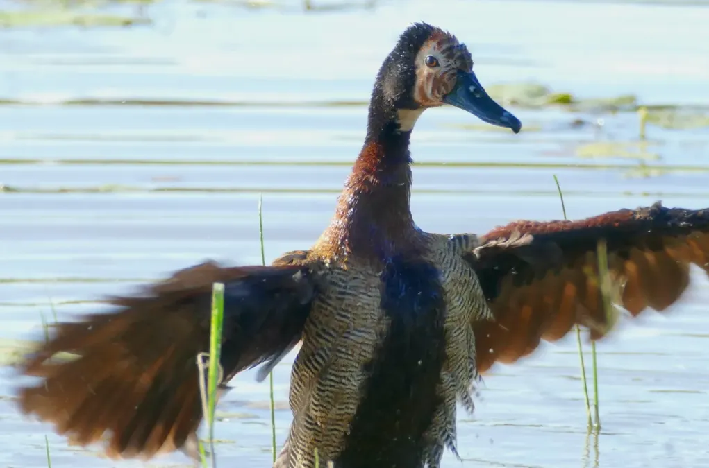 File:White-faced Whistling-Duck (Dendrocygna viduata) (51903624928).jpg
