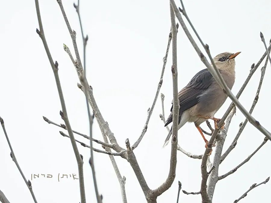 File:Acridotheres burmannicus זרזיר בורמזי 1.jpg