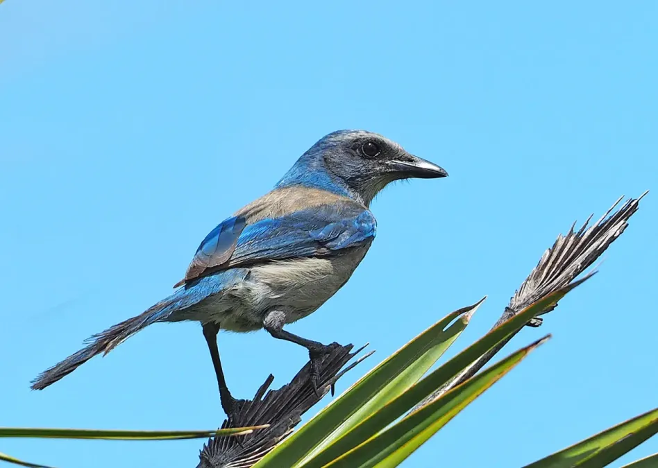 File:Florida Scrub Jay - Aphelocoma coerulescens, Canaveral National Seashore, Titusville, Florida, April 23, 2021 (51916169085).jpg