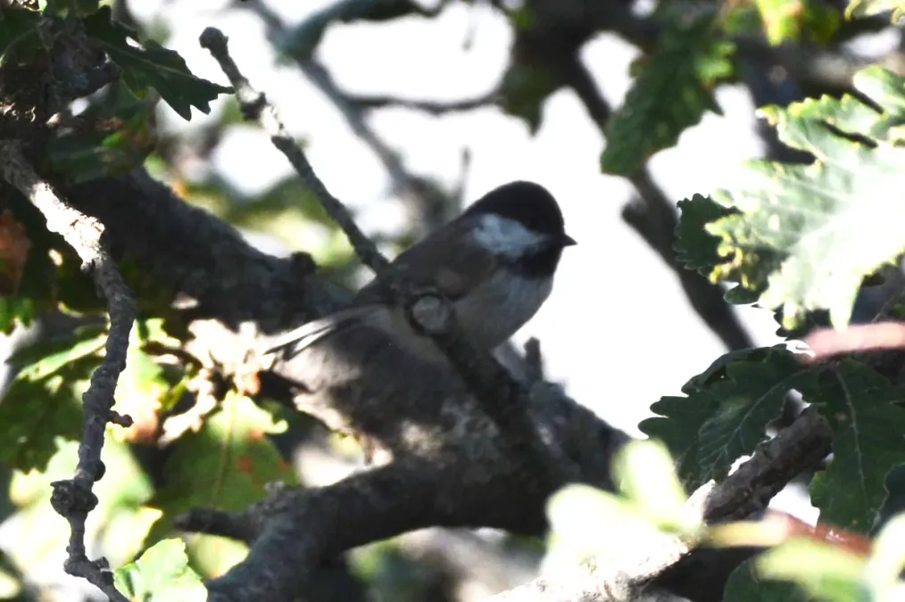 File:Poecile hyrcanus 122184675.jpg
