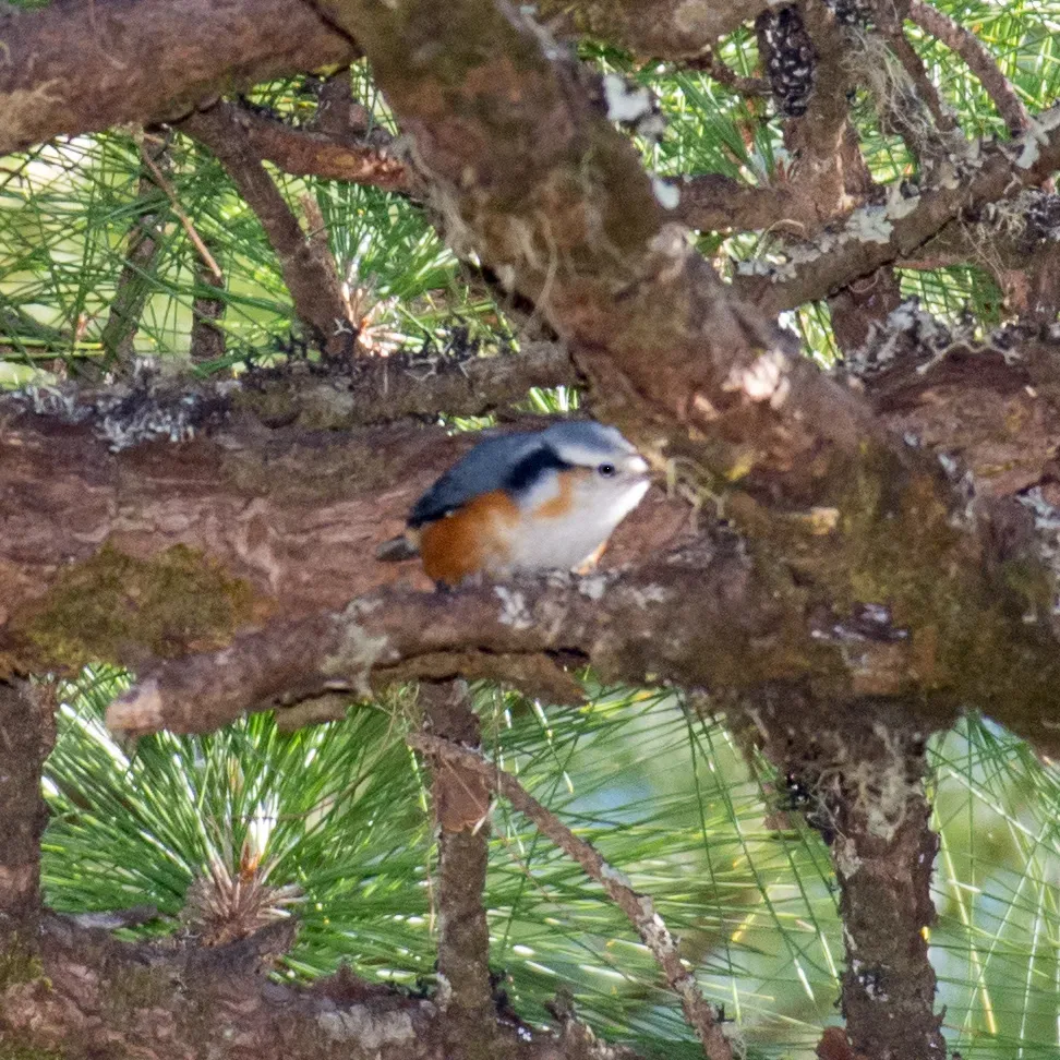 File:Sitta victoriae 63645071.jpg