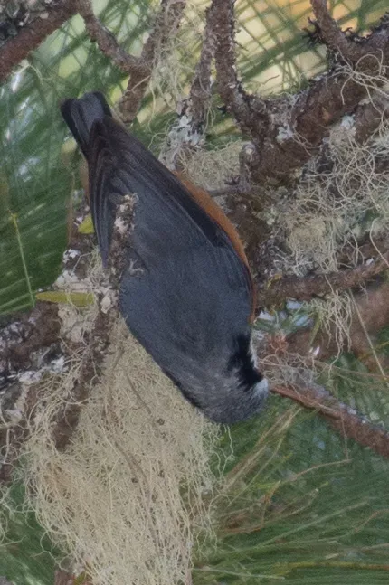 File:Sitta victoriae 63645075.jpg