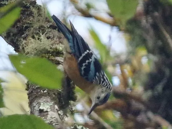File:Sitta formosa - Thibaud Aronson (cropped).jpeg