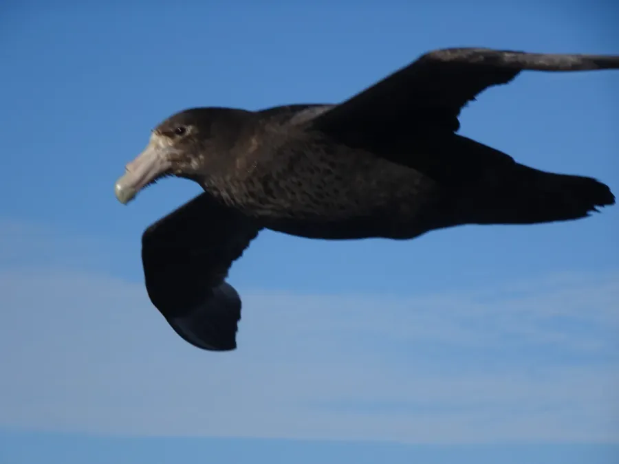 File:Riesensturmvogel (Macronectes giganteus)2.jpg