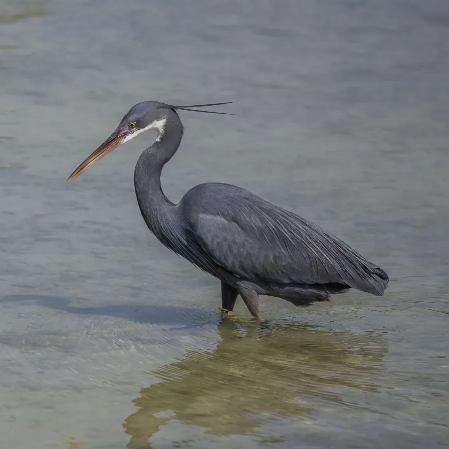 File:Western reef egret (Egretta gularis schistacea) dark morph 2.jpg