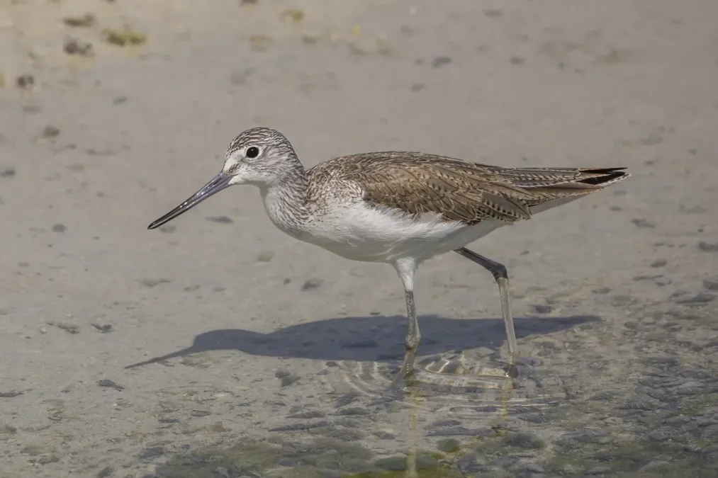 File:Common greenshank (Tringa nebularia) Bahrain.jpg