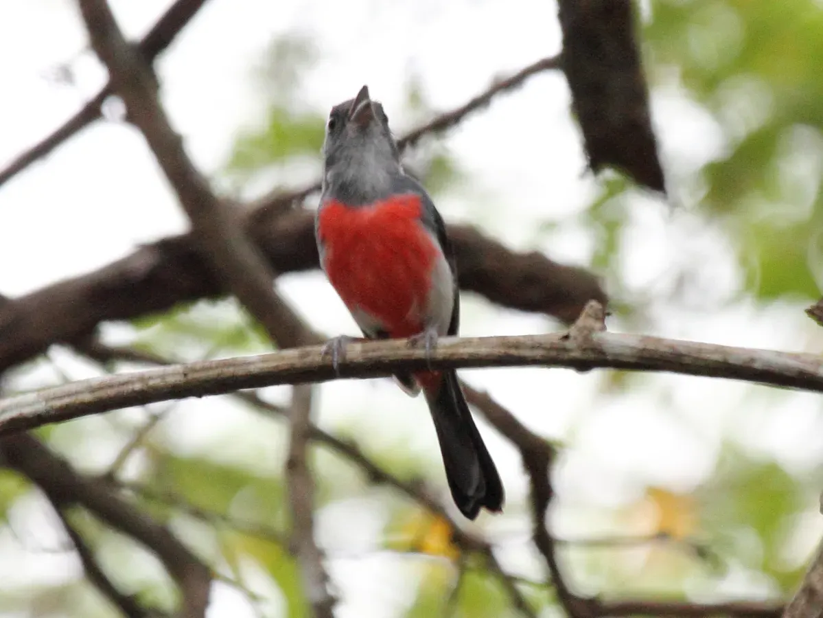 File:Gray-throated Chat (Granatellus sallaei) (cropped).jpg