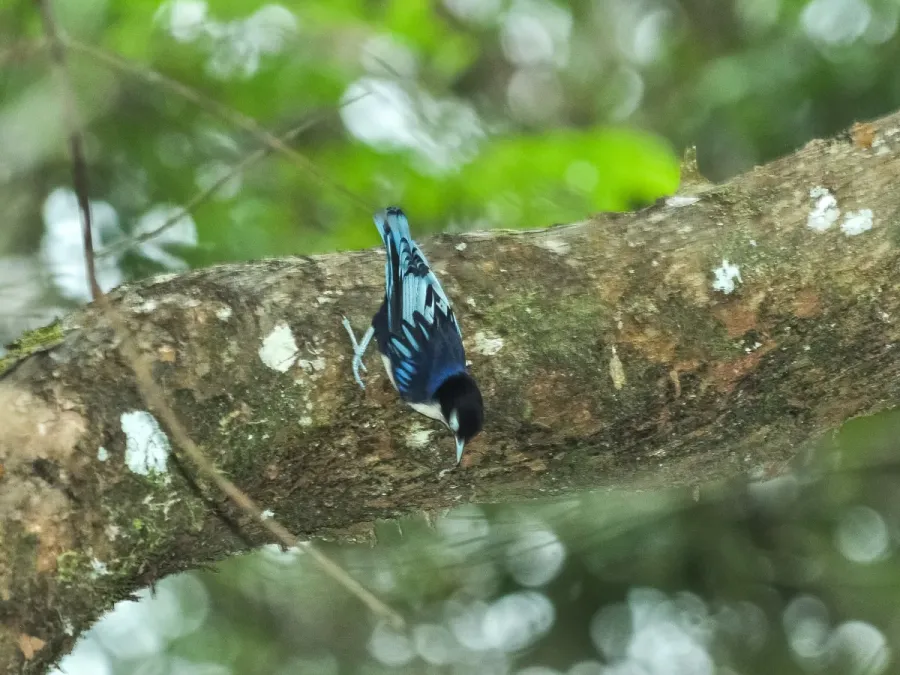 File:Sitta azurea 180216980.jpg