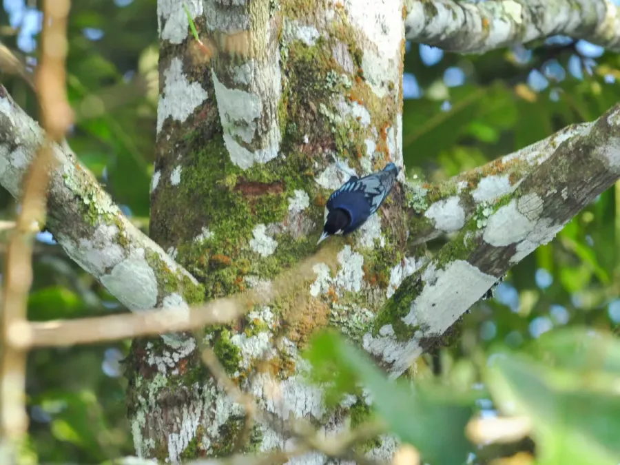 File:Sitta azurea 178209875.jpg