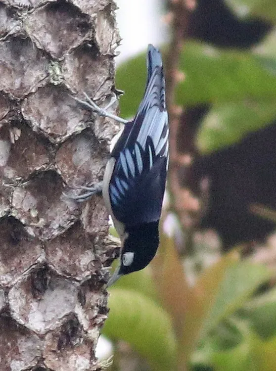 File:Sitta azurea 114831489.jpg