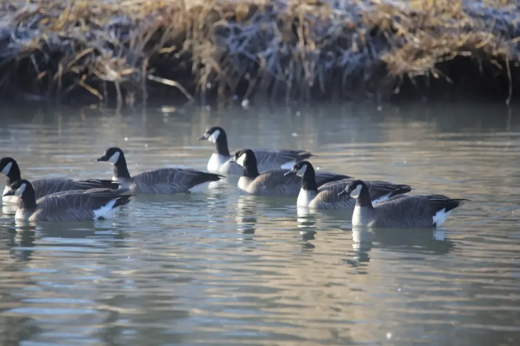 File:Branta hutchinsii ssp. taverneri.jpg