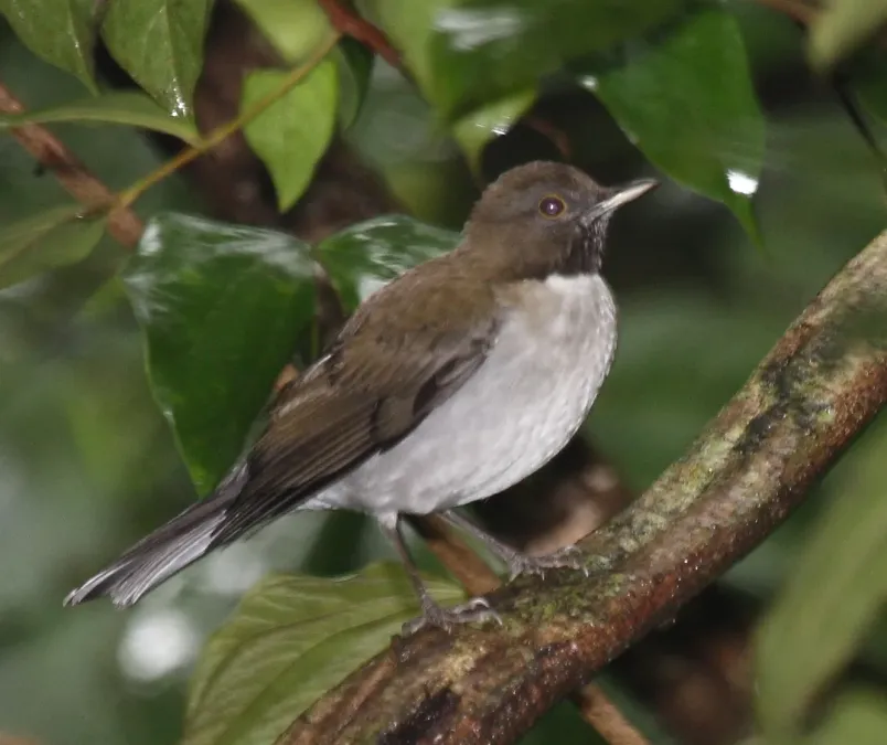 File:White-necked Thrush (Turdus albicollis) (4089539829), crop.jpg
