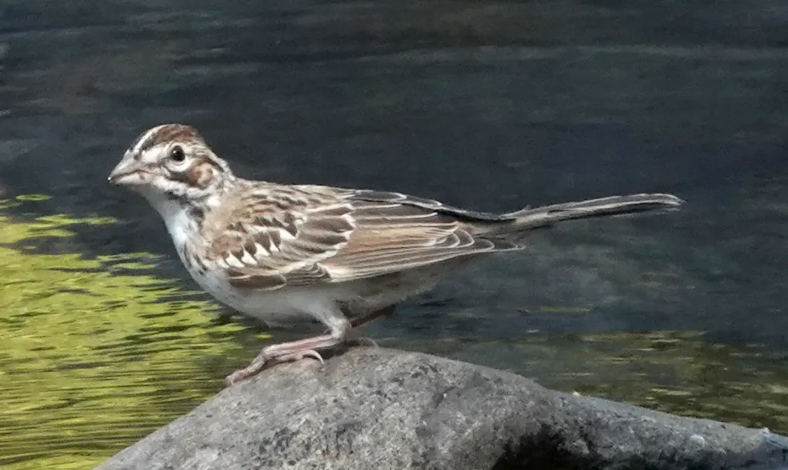 File:Chondestes grammacus ssp. strigatus.jpg