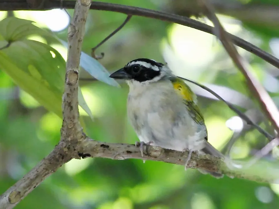 File:Arremon taciturnus Pectoral Sparrow; Barbalha, Ceará, Brazil.jpg