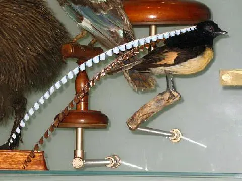File:AMNH Pteridophora alberti 00a.jpg