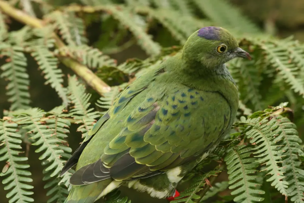 File:Ptilinopus superbus -Taronga Zoo, Sydney, Australia -female-8a.jpg