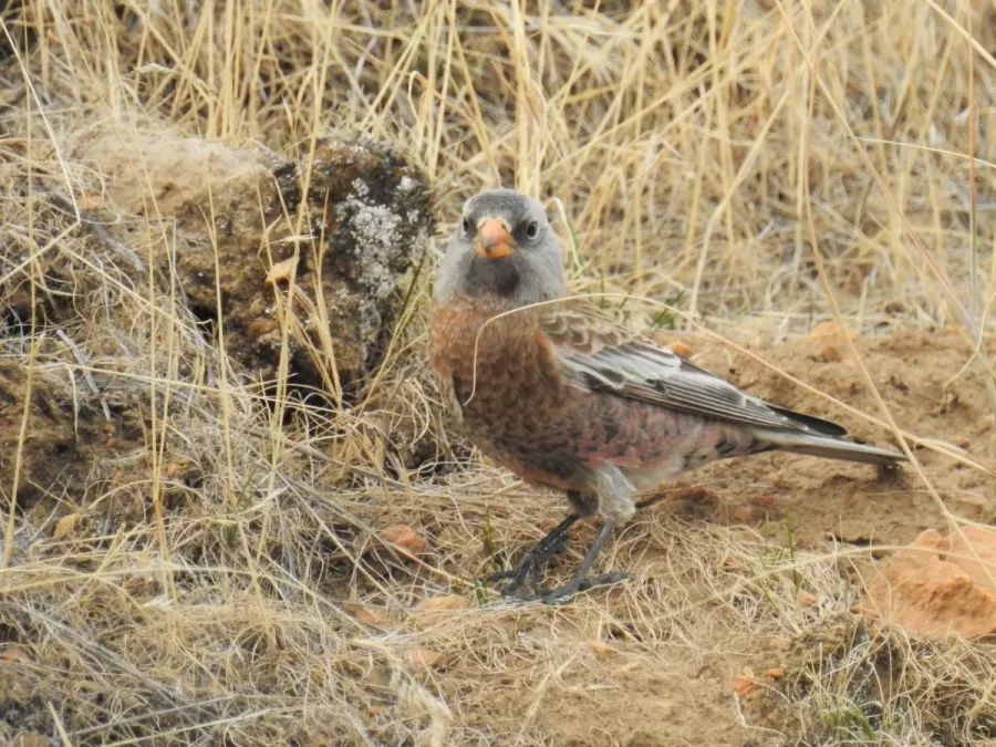 File:Leucosticte tephrocotis ssp. littoralis.jpg