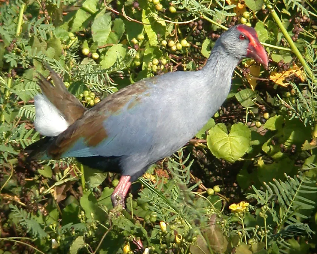 File:Philippine Swamphen Porphyrio pulverulentus, Luzon (15903511383) (cropped).jpg