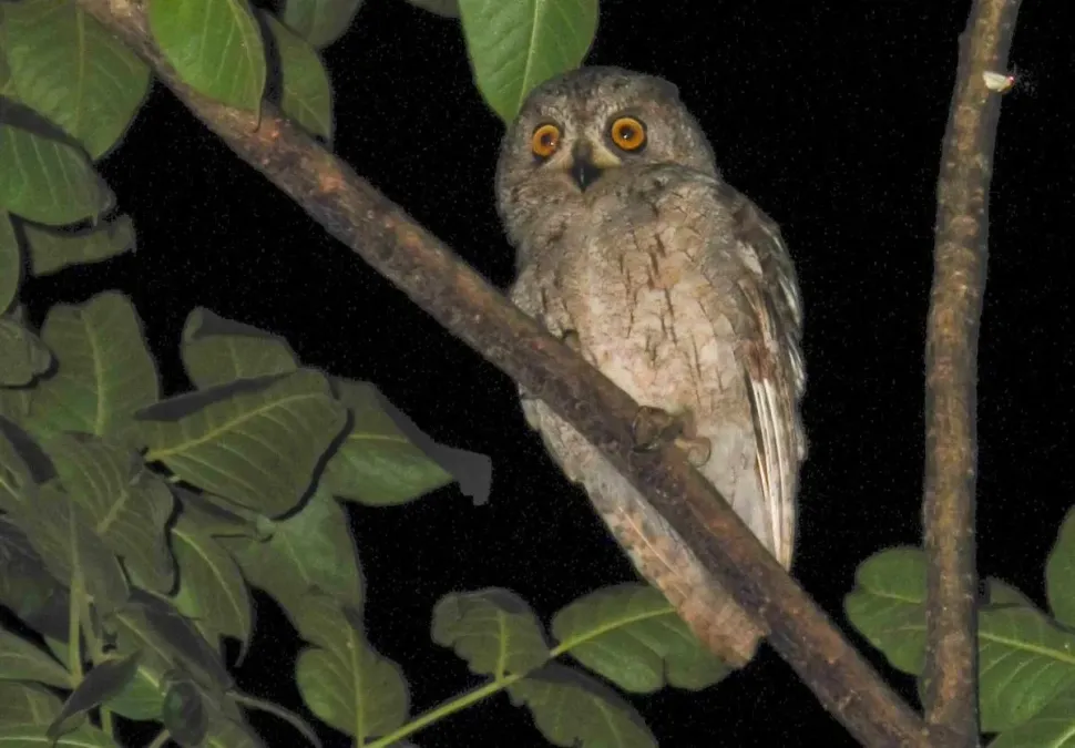 File:Otus socotranus (cropped).jpg
