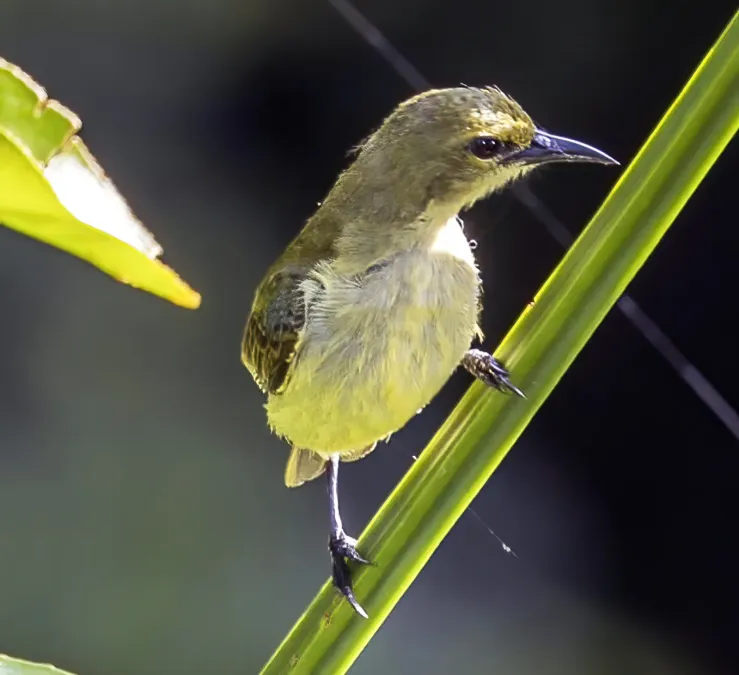 File:Little green sunbird (Anthreptes seimundi kruensis) 3 (cropped).jpg
