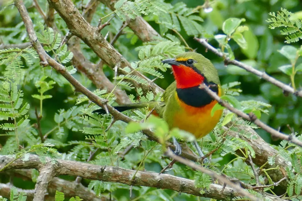 File:Gorgeous Bushshrike (Telophorus viridis quadricolor) (51940362414).jpg