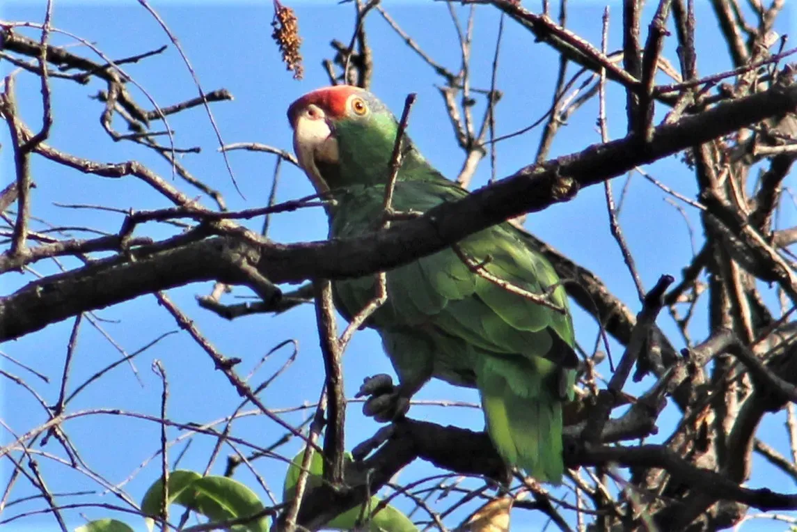 File:Amazona viridigenalis, Saltillo, Coahuila, Mexico 3.jpg
