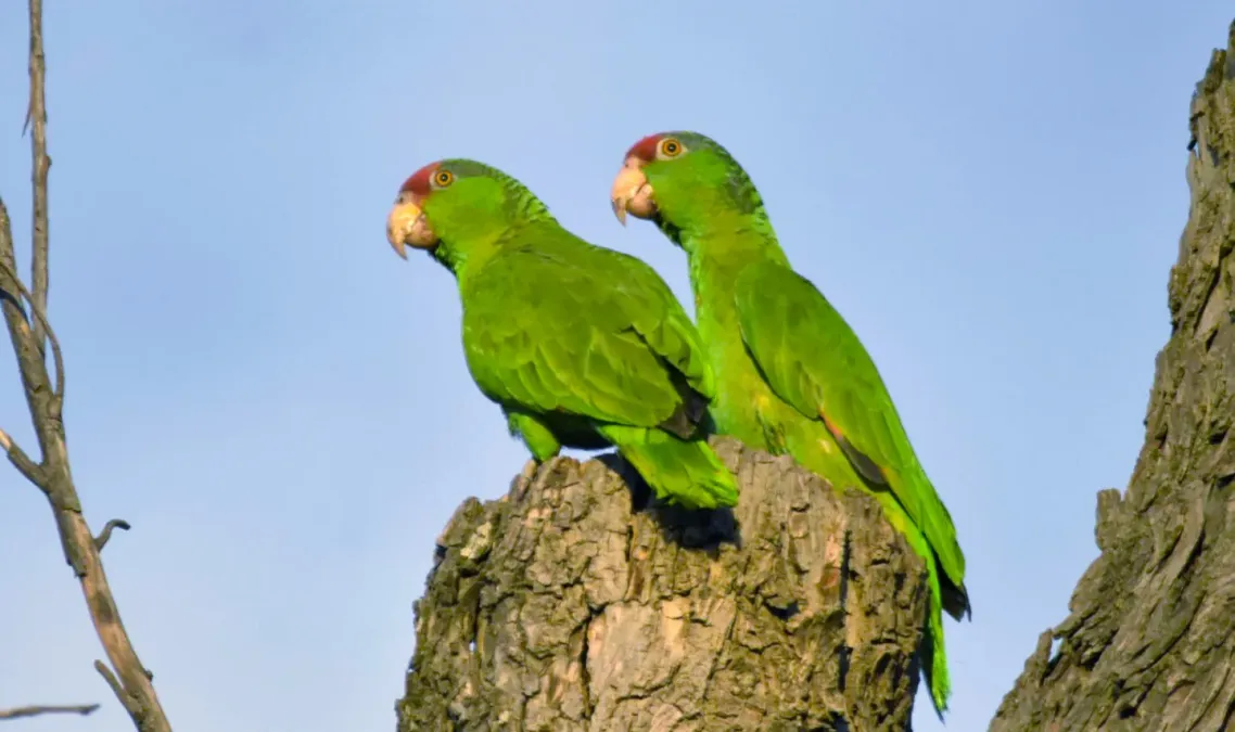 File:Amazona viridigenalis, Saltillo, Coahuila, Mexico 4.jpg