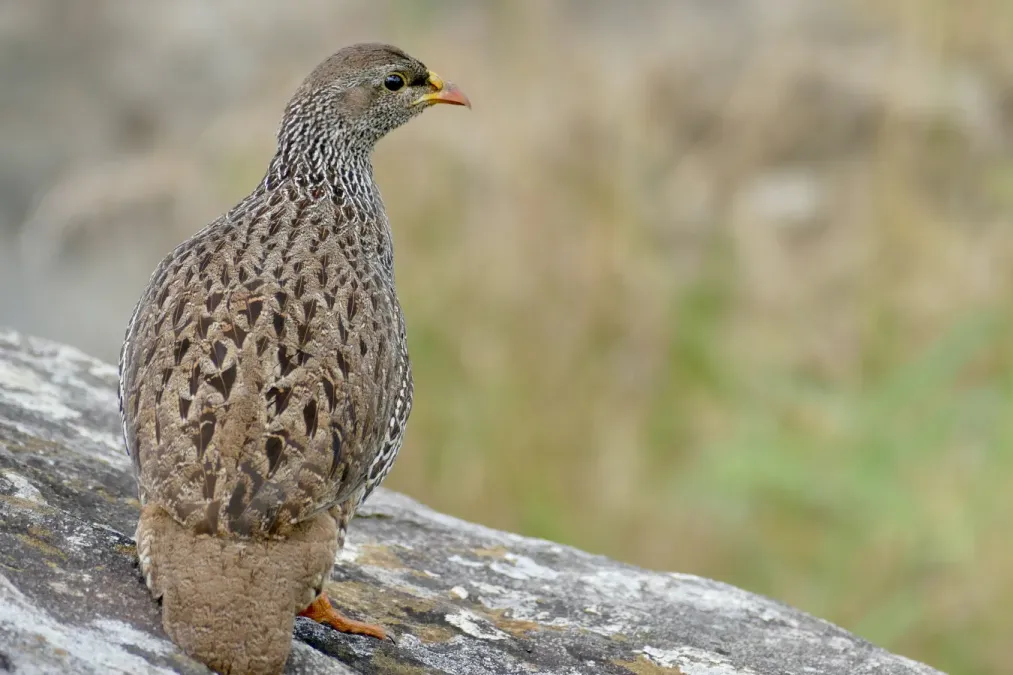 File:Natal Francolin (Pternistis natalensis) (51942424428).jpg