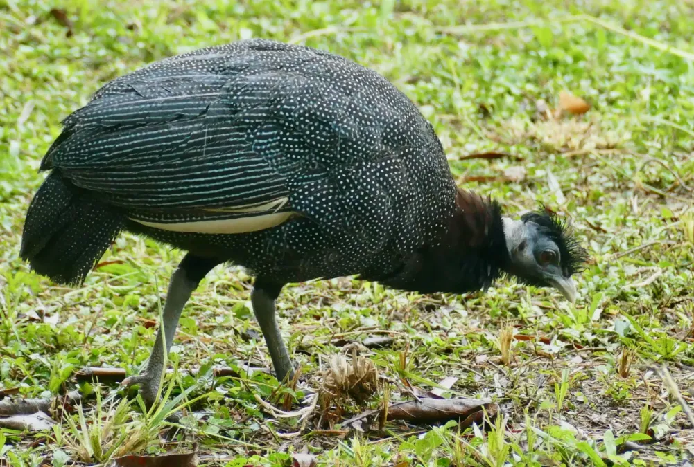 File:Crested Guineafowl (Guttera pucherani edouardi) (51940039601).jpg