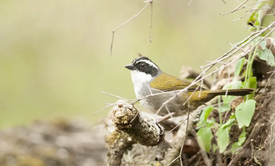 File:Arremon torquatus White-browed Brush-finch 01.jpg