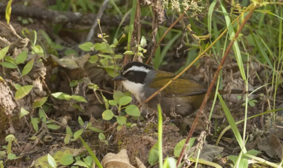 File:Arremon torquatus White-browed Brush-finch 03.jpg