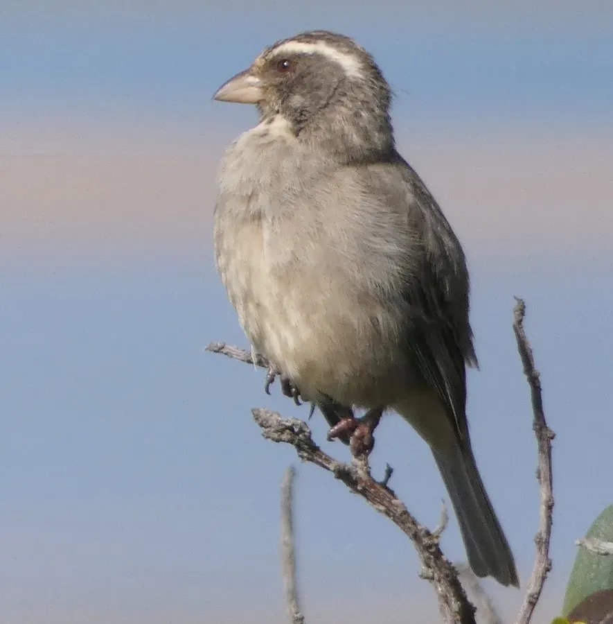 File:Crithagra gularis Witsand 01, crop.jpg
