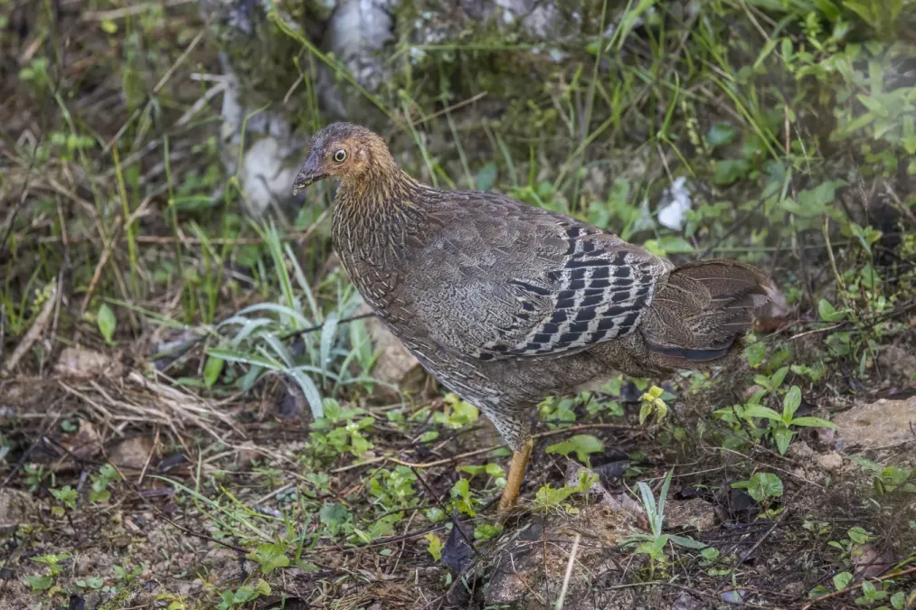 File:Sri Lanka Junglefowl (Gallus lafayettii) female.jpg