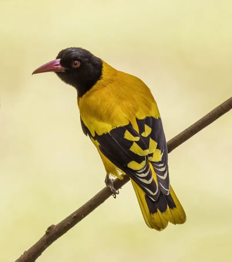 File:Black-hooded oriole (Oriolus xanthornus ceylonensis).jpg
