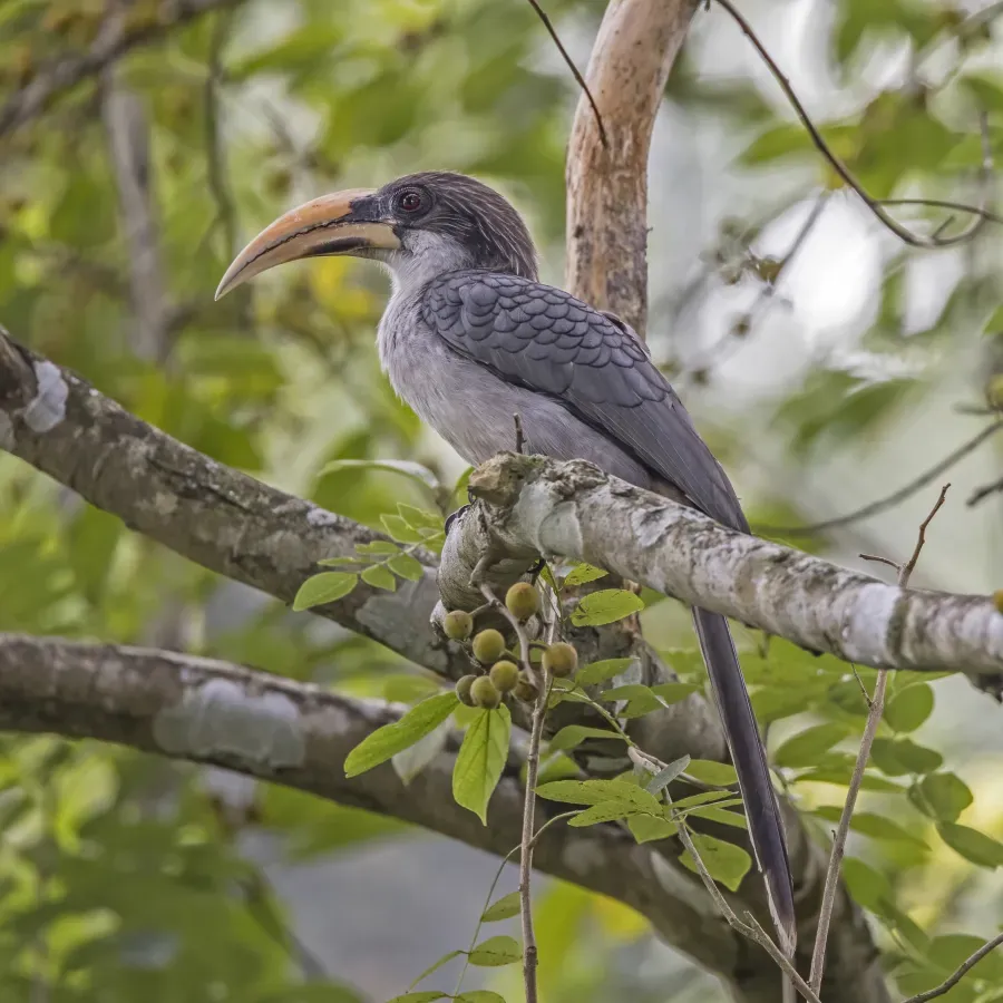 File:Sri Lanka grey hornbill (Ocyceros gingalensis).jpg