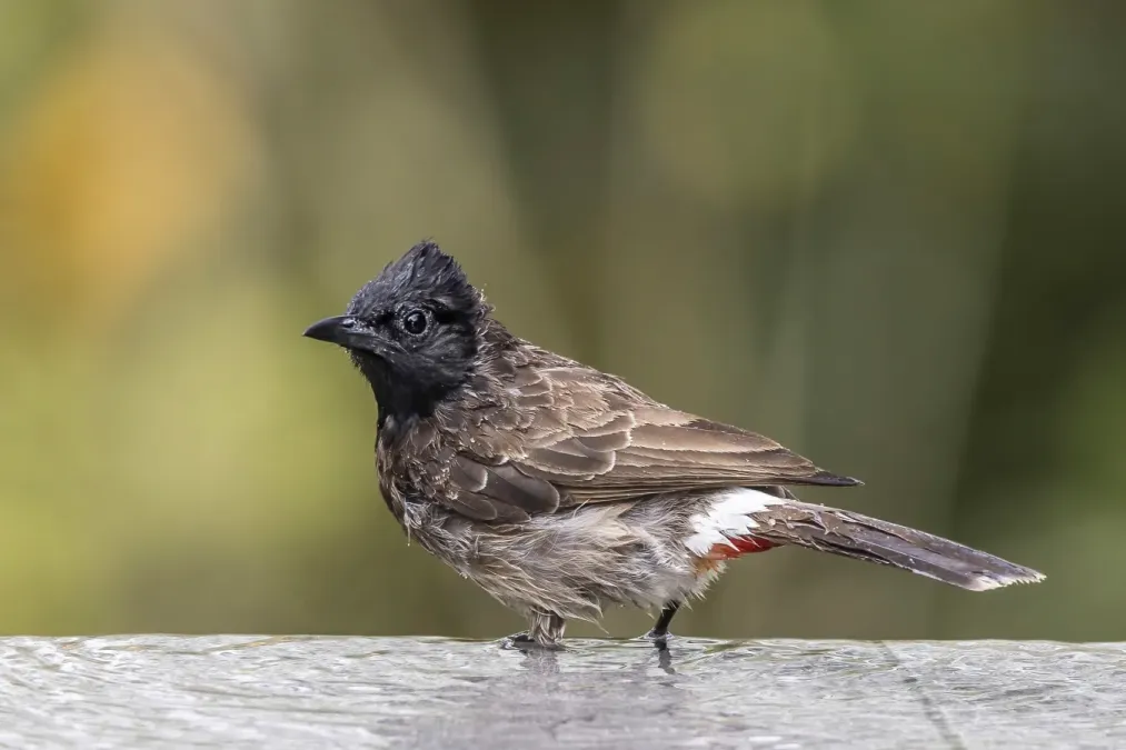 File:Red-vented bulbul (Pycnonotus cafer haemorrhousus).jpg