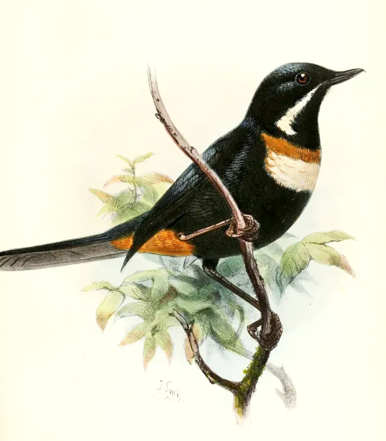 File:Diglossa mystacalis pectoralis.JPG