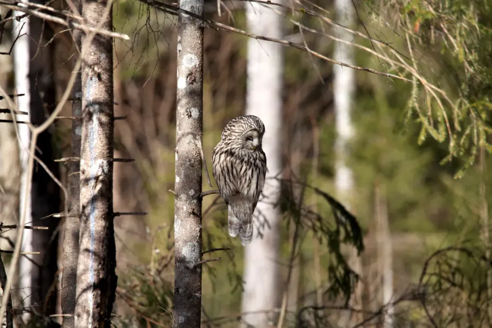 File:Ural owl (Strix uralensis) in Kõrvemaa, Estonia (March 2022).jpg