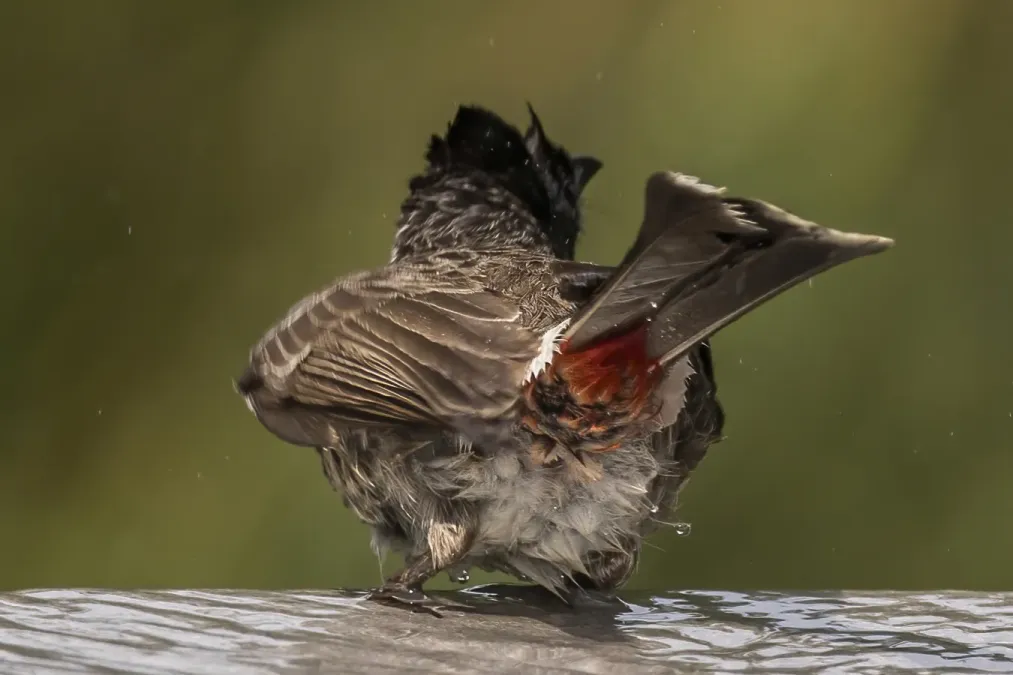 File:Red-vented bulbul (Pycnonotus cafer haemorrhousus) vent.jpg