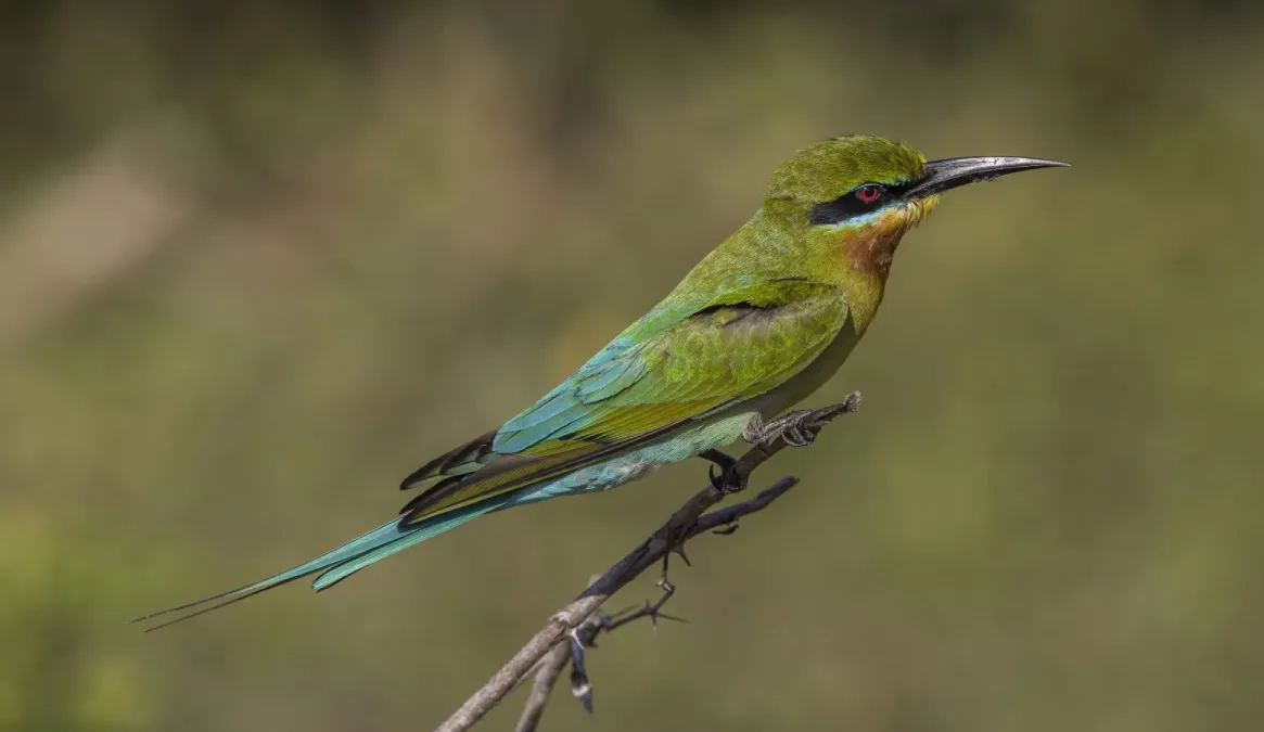 File:Blue-tailed bee-eater (Merops philippinus) Yala.jpg