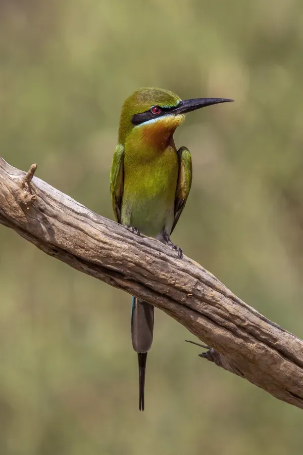 File:Blue-tailed bee-eater (Merops philippinus) Yala 2.jpg