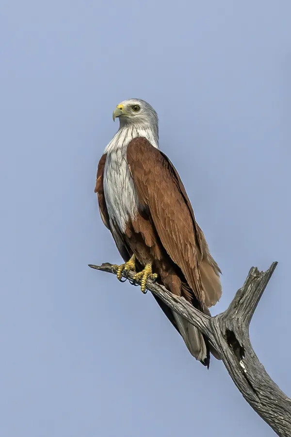File:Brahminy kite (Haliastur indus indus).jpg