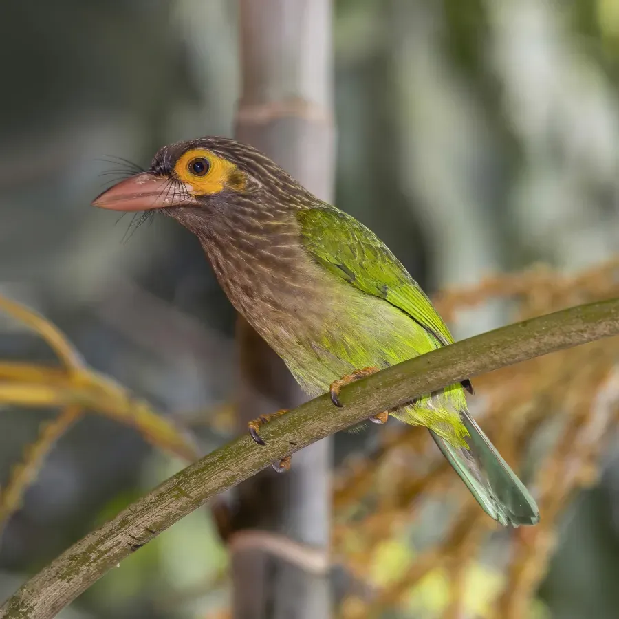 File:Brown-headed barbet (Psilopogon zeylanicus zeylanicus).jpg