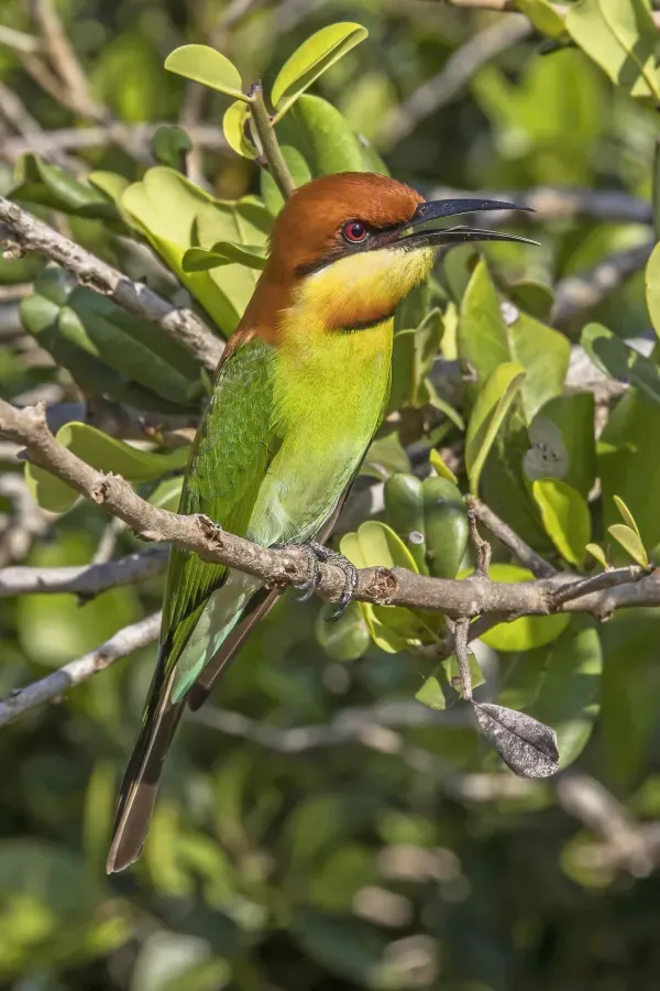 File:Chestnut-headed bee-eater (Merops leschenaulti) Yala.jpg