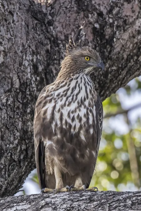 File:Crested hawk-eagle (Nisaetus cirrhatus ceylanensis).jpg