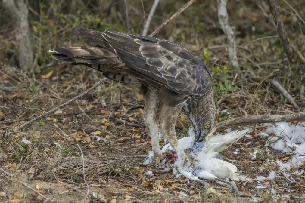 File:Crested hawk-eagle (Nisaetus cirrhatus ceylanensis) feeding on egret 2.jpg