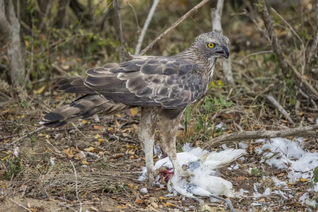 File:Crested hawk-eagle (Nisaetus cirrhatus ceylanensis) feeding on egret.jpg