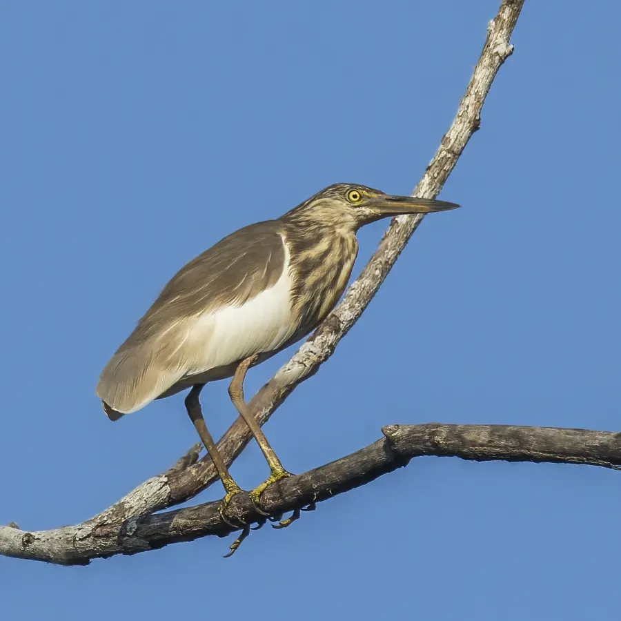 File:Indian pond heron (Ardeola grayii) non breeding.jpg